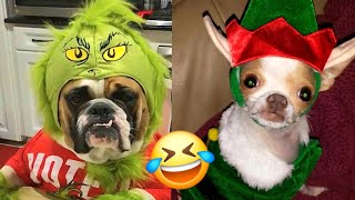 Los Mejores Videos Chistosos 2024 viral risas Gatos y Perros Entretenimiento funny Pásala Bonito [upl. by Kubiak]