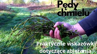 Sekrety zbierania pędów chmielu Jak wybrać najlepsze pędy [upl. by Cr]