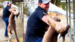 Kangaroo Attacks a Tourist  Ozzy Man Reviews [upl. by Miller459]