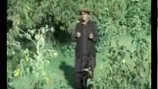 Gul Rauf new Pashto song [upl. by Jeremie]