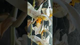 Stanhopea oculata 24 orchid [upl. by Koval705]