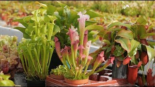 Caring for Carnivorous Plants — Plant One On Me — Ep 070 [upl. by Holtorf466]