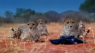 Three Playful Cheetahs One Unlucky Cameraman  The Cheetah Family amp Me  BBC Earth [upl. by Aicella952]