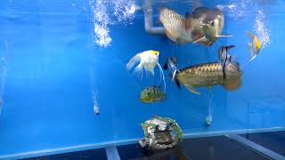 8ft malaysian golden arowana community tank [upl. by Oynotna]