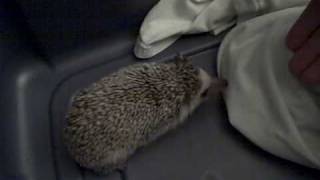 Hissing Hedgehog [upl. by Vita]