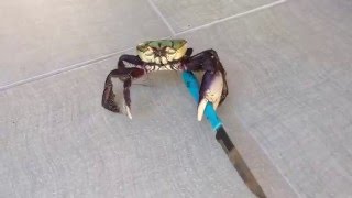 Gangster crab  Viral Video UK [upl. by Noicpecnoc]