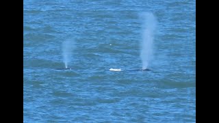 Whales jellyfishes off Pacifica Pier [upl. by Suilenrac]