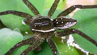 Meet My Okefenokee Swamp Fishing Spider  Dolomedes [upl. by Byers]