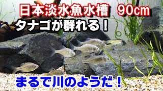 タナゴ水槽スタート！【日本淡水魚水槽90cm＃10】 [upl. by Mackintosh607]