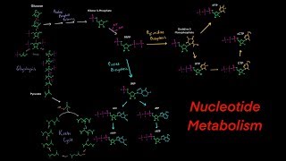 Introduction to Nucleotide Metabolism Biosynthesis and Degredation Purines and Pyrimidines [upl. by Karil930]