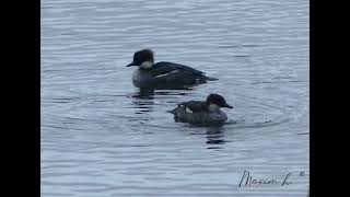 Female Smews  mergellus albellus  nonnetje  February 2  de gavers  Harelbeke  2024 Belgium [upl. by Hilaria955]