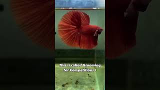 Betta Grooming Masters Reveal Competition Secrets [upl. by Annaek385]