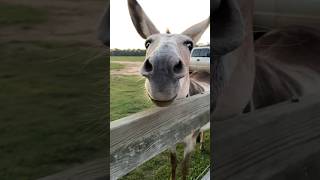 Donkey and Mini Donkey lifeonthefarm farmlife farmanimals donkey minidonkey [upl. by Anifur556]