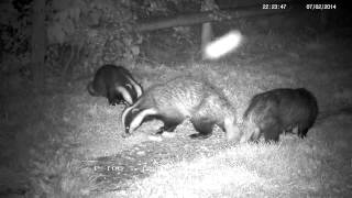 Badger whine growl chatter and chase   with sound [upl. by Sihun]