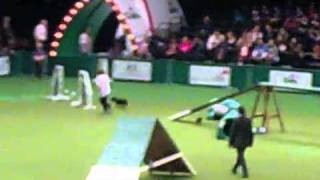 patterdale running at crufts [upl. by Accisej]