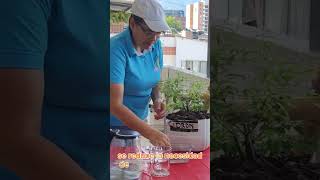 Cómo cultivar orégano hierbabuena limóncillo en casa shortsviral plantas huerto [upl. by Westbrook]