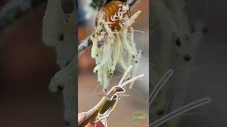 Praying Mantis Babies Hatching from an Egg Sack called an Ootheca naturelovers animals shorts [upl. by Dranyar]