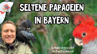 Papageien in Bayern  Erhaltungszucht seltener Arten Helmkakadus Nasenkakadus und Aras [upl. by Eaneg]