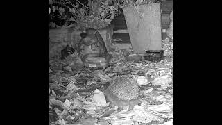 Hedgehog Safari  As hibernation season approaches the hedgehogs are busy [upl. by Desberg]