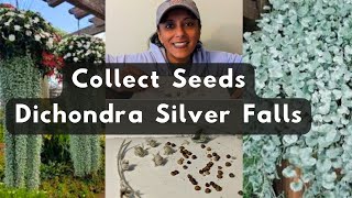 How To Collect Dichondra Silver Falls Seeds [upl. by Ram]