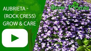 Aubrieta  How to grow Rock cress [upl. by Nahtad]