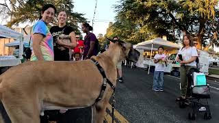 Cash 20 Great Dane at the Granada Hills Farmers Market [upl. by Amado]