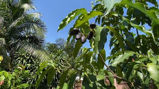 Growing Chinese olives in Thailand [upl. by Stargell]