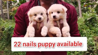 Rare 22 nail puppy available  cont 7904731861 nails puppy [upl. by Acinorehs]