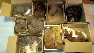 ９匹の猫の集合住宅 Cluster housing of 9 Cats [upl. by Ahsuas]