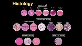 Introduction to Histology [upl. by Aronael]