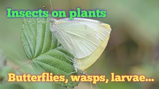 Insects on plants caterpillars wasps butterflies  lemon castor grass nature biodiversity [upl. by Ynamrej786]