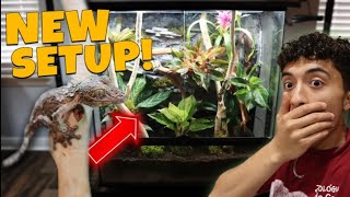 How to Build a Drylok Background in a Reptile Cage LEAFTAILED GECKO [upl. by Acinnad468]