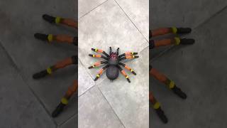 Zuru Robo Alive™ Giant Tarantula Robotic Pet  The Entertainer 10 [upl. by Loria]