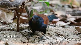 Bìm bịp lớn  Greater Coucal [upl. by Asilehs]