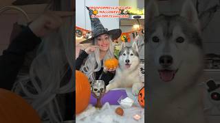 TRASFORMO la ZUCCA di HALLOWEEN in DOLCI per CANI🎃🐶😋 cane cani ricetta dogfood dog [upl. by Rhpotsirhc]