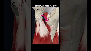 Doctor explains Dak Prescott hamstring tendon avulsion in 60 seconds dallascowboys sports science [upl. by Lilybel]