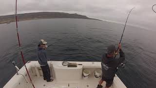 San Clemente Island Yellowtail [upl. by Lili202]