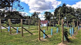 Starting a Backyard Vineyard [upl. by Marih]