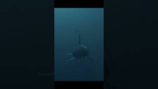 Underwater Monsters animation nature [upl. by Shumway]