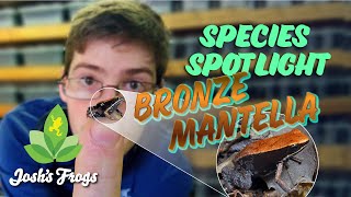 Austin Highlights the Bronze Mantella [upl. by Stryker323]