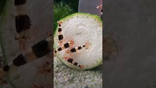 🥒feeding antidote of bacteria to these shrimp🔥🔥🔥 shrimp youtubeshorts shortvideos [upl. by Nyrrad]