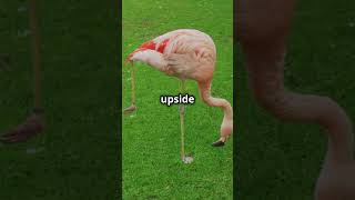 10 MindBlowing Flamingo Facts You Never Knew [upl. by Cordell]