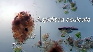 Aspidisca aculeata [upl. by Etnahsal870]