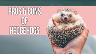 Pros and Cons of Hedgehogs as Pets [upl. by Talya]