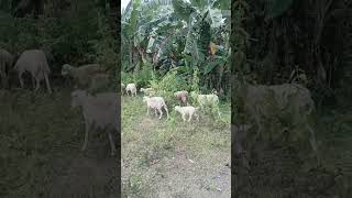 Sheep Stampede shorts animals goat mountainlife trending [upl. by Arriek]