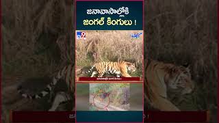 iSmart News  జనావాసాల్లోకి జంగల్ కింగులు   Forest Animals into Villages  TV9 [upl. by Caron330]