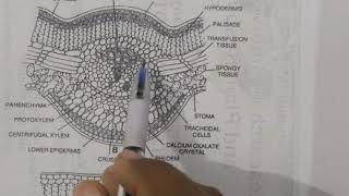 leaflet of Cycas Anatomy And Xerophytic characters For BSc students [upl. by Eentruok]