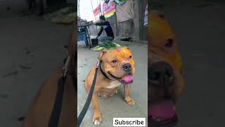 Top 4 Banned Dogs Breeds in India 🐕🚫  Most Dangerous Dogs Ranked [upl. by Assenay]