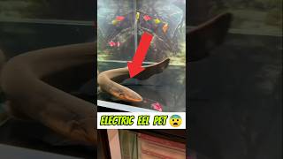 100 Fish And Electric Eel 😨  fish fishtank myfisho [upl. by Ruhtua]