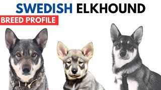 Swedish Elkhound Breed Profile History  Price  Traits  Jämthund Grooming Needs  Lifespan [upl. by Dearr]